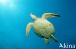 Green Turtle (Chelonia mydas) 