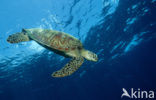 Green Turtle (Chelonia mydas) 