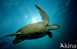 Green Turtle (Chelonia mydas) 