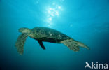 Green Turtle (Chelonia mydas) 