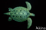 Soepschildpad (Chelonia mydas) 