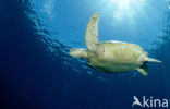 Green Turtle (Chelonia mydas) 