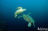 Green Turtle (Chelonia mydas) 