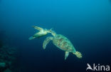 Green Turtle (Chelonia mydas) 