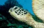 Green Turtle (Chelonia mydas) 