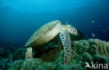 Green Turtle (Chelonia mydas) 