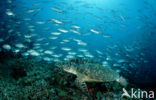 Green Turtle (Chelonia mydas) 