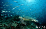 Green Turtle (Chelonia mydas) 