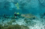 Green Turtle (Chelonia mydas) 