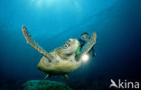 Green Turtle (Chelonia mydas) 