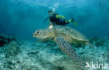 Green Turtle (Chelonia mydas) 