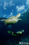 Soepschildpad (Chelonia mydas) 