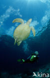 Soepschildpad (Chelonia mydas) 