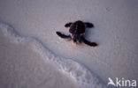 Soepschildpad (Chelonia mydas) 