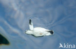 Green Turtle (Chelonia mydas) 