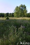 Spear Thistle (Cirsium vulgare)