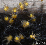 spider