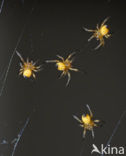 spider
