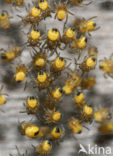 spider
