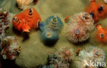 Christmas tree worm (Spirobranchus giganteus)