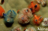Christmas tree worm (Spirobranchus giganteus)
