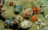 Christmas tree worm (Spirobranchus giganteus)