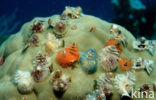 Christmas tree worm (Spirobranchus giganteus)