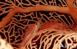 Spitssnuit koraalklimmer (Oxycirrhites typus)