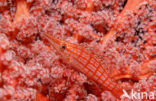 Spitssnuit koraalklimmer (Oxycirrhites typus)