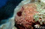 sponge