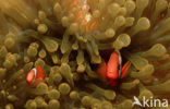 Spinecheek clownfish (Premnas aculeatus)