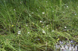 Stijve moerasweegbree (Echinodorus ranunculoides) 