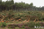 Strabrechtse Heide