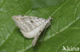 Treble-bar (Aplocera plagiata)