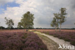 Struikheide