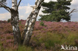 Heather