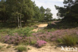 Struikheide