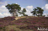 Heather