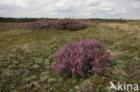 Heather