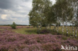 Heather