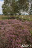 Heather