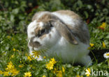 Rabbit (Oryctolagus cuniculus) 