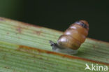 Toothless Chrysalis Snail (Columella edentula)