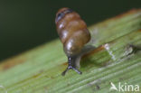 Toothless Chrysalis Snail (Columella edentula)