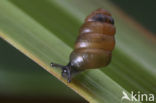 Toothless Chrysalis Snail (Columella edentula)