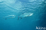 Tarpon (Megalops atlanticus)