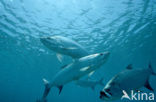 Tarpon (Megalops atlanticus)