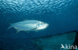 Tarpon (Megalops atlanticus)