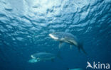 Tarpon (Megalops atlanticus)