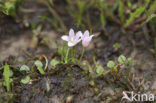 Teer guichelheil (Anagallis tenella) 